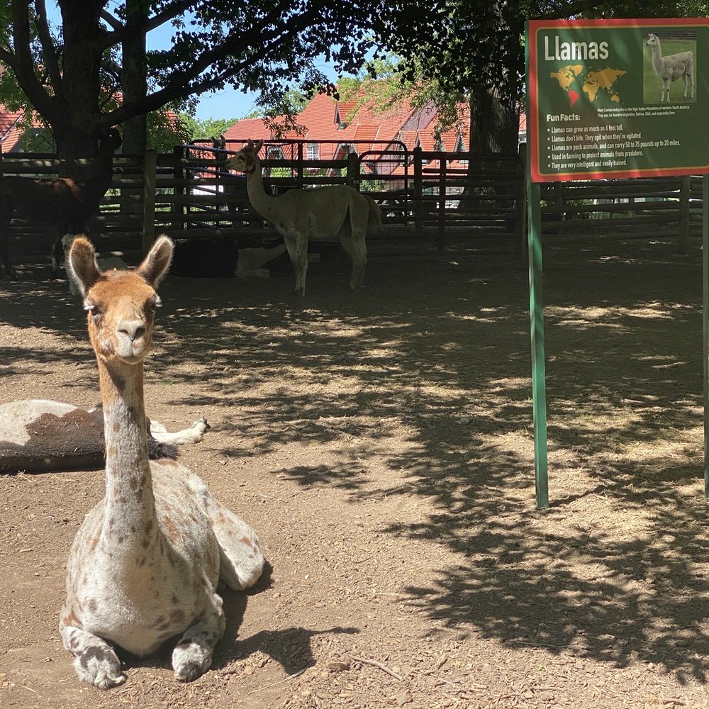 Grant's Farm - Spunky llama - Attraction Farms Near Me - St. Louis, Missouri