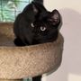 Photo of Pampered Pets Hawaii