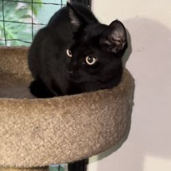 Pampered Pets Hawaii