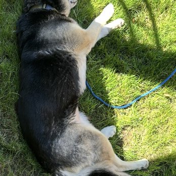 Oregon Dog Rescue - Animal Shelters Near Me - Portland, Oregon Oregon Dog Rescue - Animal Shelters Near Me - Portland, Oregon