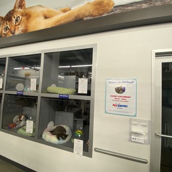 PetSmart - Adoption center - Pet Groomers Near Me - VALLEJO, California