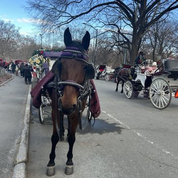 Central Park Conservancy - Lined horse carriage to take visitors around the park. - Parks Near Me - New York, New York