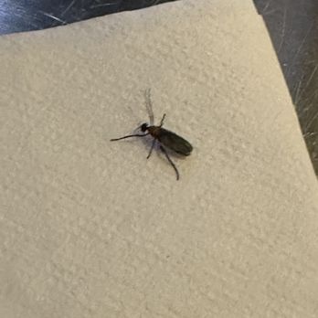 Buffalo Wild Wings - bug swarms in the restaurant, food and drinks - Sports Bars Near Me - Jensen Beach, Florida