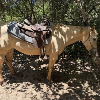 Flying horse adventures - Horseback Riding Near Me Flying horse adventures - Horseback Riding Near Me
