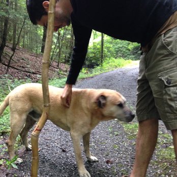 Canine Coach - Pet Training Near Me Canine Coach - Pet Training Near Me