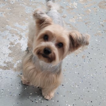Harbor Paws Grooming - Pet Groomers Near Me - Ventura, California Harbor Paws Grooming - Pet Groomers Near Me - Ventura, California