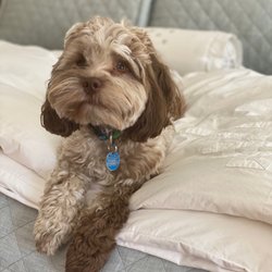 Pawsh Pet Parlor - Oyis