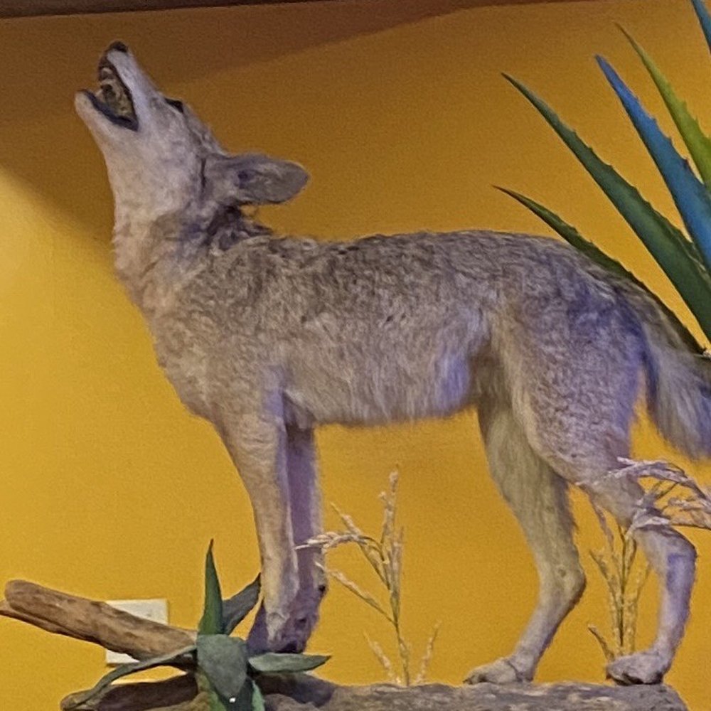 El Coyote - A coyote - Mexican Near Me - New Milford, Connecticut El Coyote - A coyote - Mexican Near Me - New Milford, Connecticut