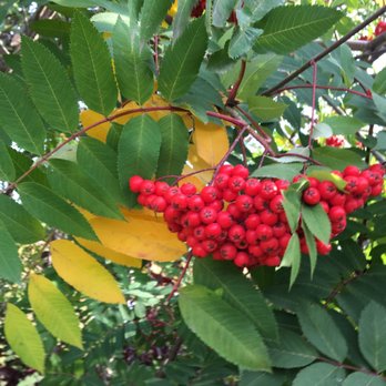 Georgeson Botanical Garden - Mountain ash - Botanical Gardens Near Me - Fairbanks, Alaska