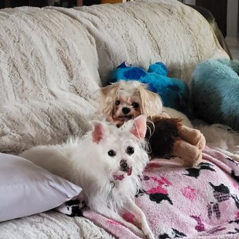 Mercy Animal Clinic - Lillie and Cooper relaxing at home. - Veterinarians Near Me - Garland, Texas Mercy Animal Clinic - Lillie and Cooper relaxing at home. - Veterinarians Near Me - Garland, Texas