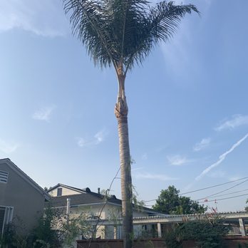 Pearloga Tree service - After - Tree Services Near Me