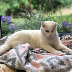 Southern Hills Animal Hospital - Our hospital cat, Captain Cornelius!