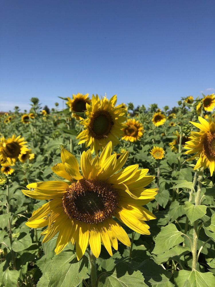 CHERRYHAWK FARM 55 Photos & 26 Reviews 16220 Springdale Rd