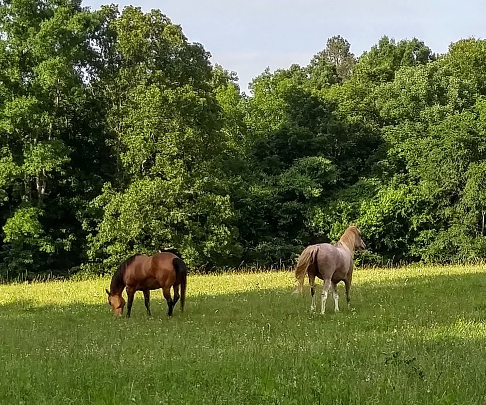 Ramblewind Farm - equestrian in Union Grove, AL