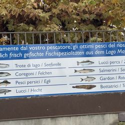Casabella - Types of fish that can be caught in Lake Maggiore, Italy and served on Isola dei Pescatori