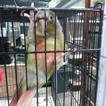 Moanalua Pets - Pineapple conure - Pet Stores Near Me - Honolulu, Hawaii Moanalua Pets - Pineapple conure - Pet Stores Near Me - Honolulu, Hawaii