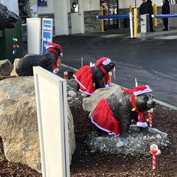 Brown Bear Car Wash
