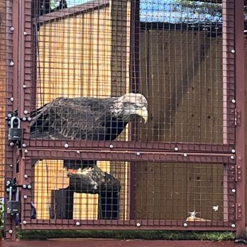 White Mountain Nature Center - The newest arrival - bald eagle - Recreation Centers Near Me - Pinetop, Arizona