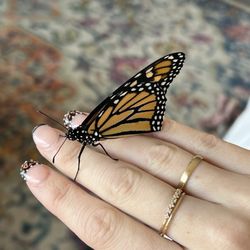 Polished Nail Spa - Butterfly nails