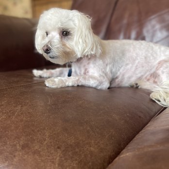 Paws Around Town - Feeling better after her haircut! - Pet Groomers Near Me Paws Around Town - Feeling better after her haircut! - Pet Groomers Near Me