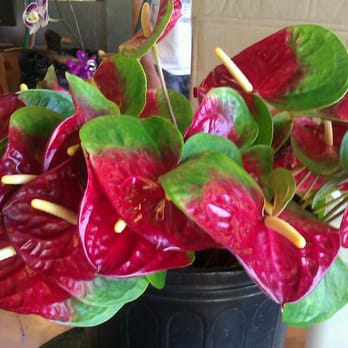 Stanley Ito Florist - Florists Near Me - Honolulu, Hawaii
