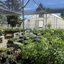 Photo of Cedar Mountain Perennials