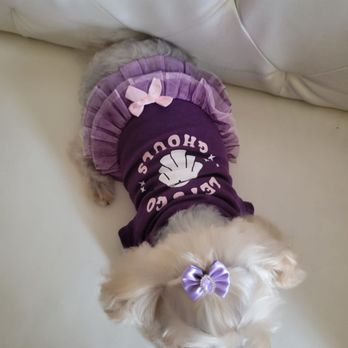 Brooklyn Pet Spa - Pet Groomers Near Me - Brooklyn, New York Brooklyn Pet Spa - Pet Groomers Near Me - Brooklyn, New York