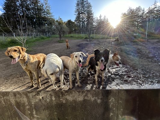 Overnight Dog Boarding - Your dog will enjoy the entire day free roaming within the safety and confines of fenced play areas.  Relaxing, socializing, and doing as they please is what to expect during their stay with us.  They are one of the family during their time here and our care will reflect this promise.