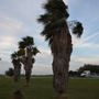Photo of Gordillo Tree Services