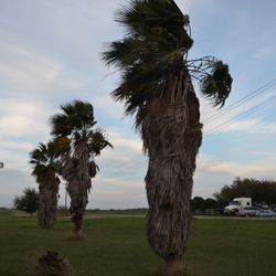 Gordillo Tree Services