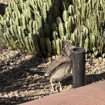 Rancho Manana - Hotels Near Me - Cave Creek, Arizona