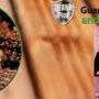 Photo of Guard Plus Termite and Pest Control