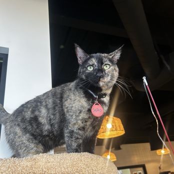 Catfe - Cat - Cafes Near Me - Santa Clarita, California Catfe - Cat - Cafes Near Me - Santa Clarita, California