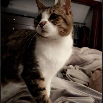 Talore Made Pet Sitting - Pet Sitting Near Me Talore Made Pet Sitting - Pet Sitting Near Me