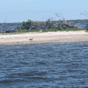 Adventures In Paradise - Wild flamingos! - Boating Near Me - Fort Myers, Florida
