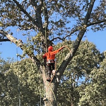 Maryland Professional Tree Services - Tree Services Near Me - Glen Burnie, Maryland Maryland Professional Tree Services - Tree Services Near Me - Glen Burnie, Maryland