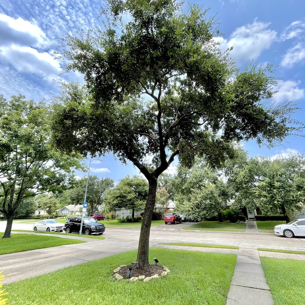 Cortes Tree Services - This is the after. - Tree Services Near Me Cortes Tree Services - This is the after. - Tree Services Near Me