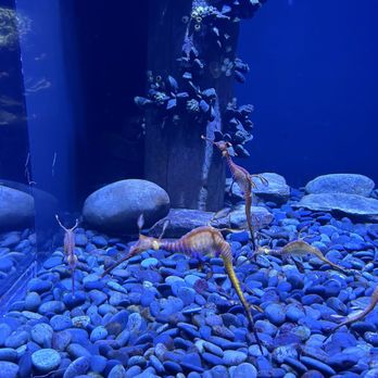 Ripley's Mirror Maze - Sea dragon - Aquariums Near Me - Myrtle Beach, South Carolina Ripley's Mirror Maze - Sea dragon - Aquariums Near Me - Myrtle Beach, South Carolina
