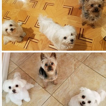 Healthy Spot - Studio City - Bottom left groomed by Josh, middle yorkie by Sam and bottom right from Sage. Amazing! - Pet Groomers Near Me - Studio City, California