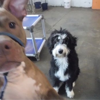 Canine To Five Ferndale - Miley Photobomb! - Pet Sitting Near Me - Ferndale, Michigan