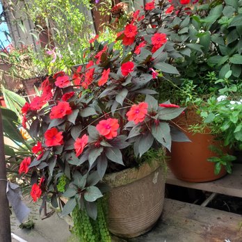 Cahill's Market - beautiful flowers near the door - Salad Near Me - Bluffton, South Carolina