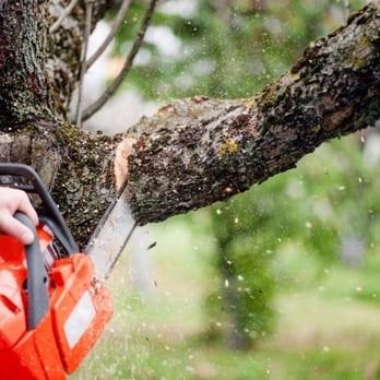 Lionels Tree Care - Tree Services Near Me - Aberdeen, Washington