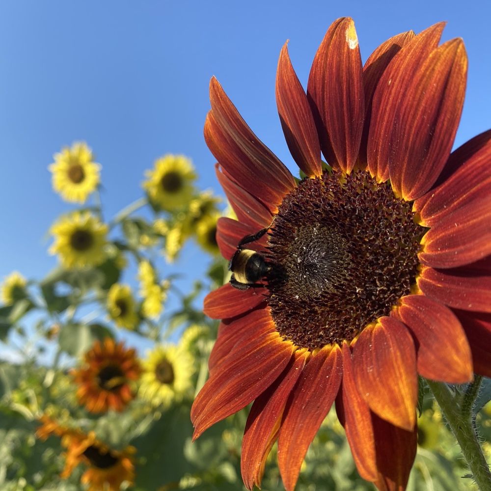 Sunflower Farm Richmond Va Best Flower Site