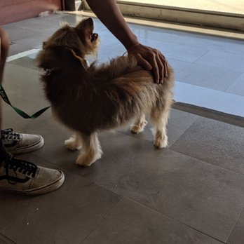 Bubble Doggie - After photo.  Munchie happy getting picked up. - Pet Groomers Near Me - La Mirada, California