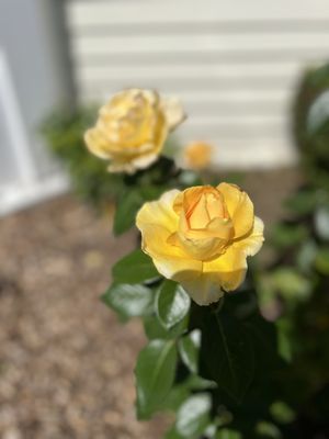 Mission Estate Winery by null