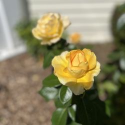 Mission Estate Winery - Roses