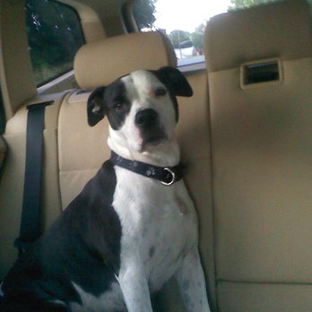 K9 Resorts - On my way to go see my friends - Pet Boarding Near Me - Fairfield, New Jersey