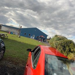 got our tree and now it's time for a brew
