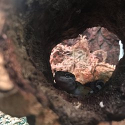 Pet Kraze