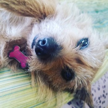 Fidoluv - Pet Sitting Near Me